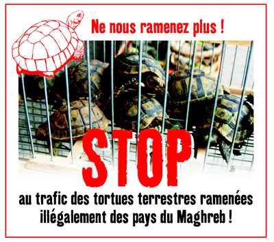 STOP Trafic tortues