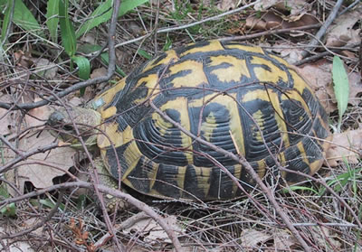 ADOPTION Tortue